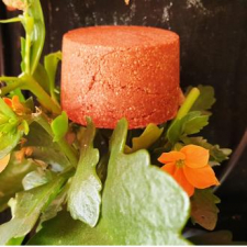 Nitx Champu Solido Cabellos Rojizos 85 G